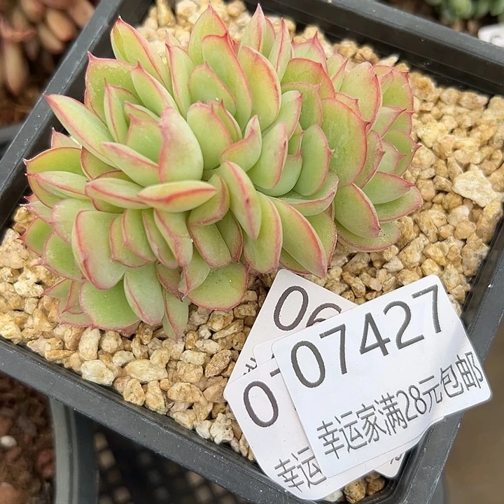 幸运的人会遇到你幸运