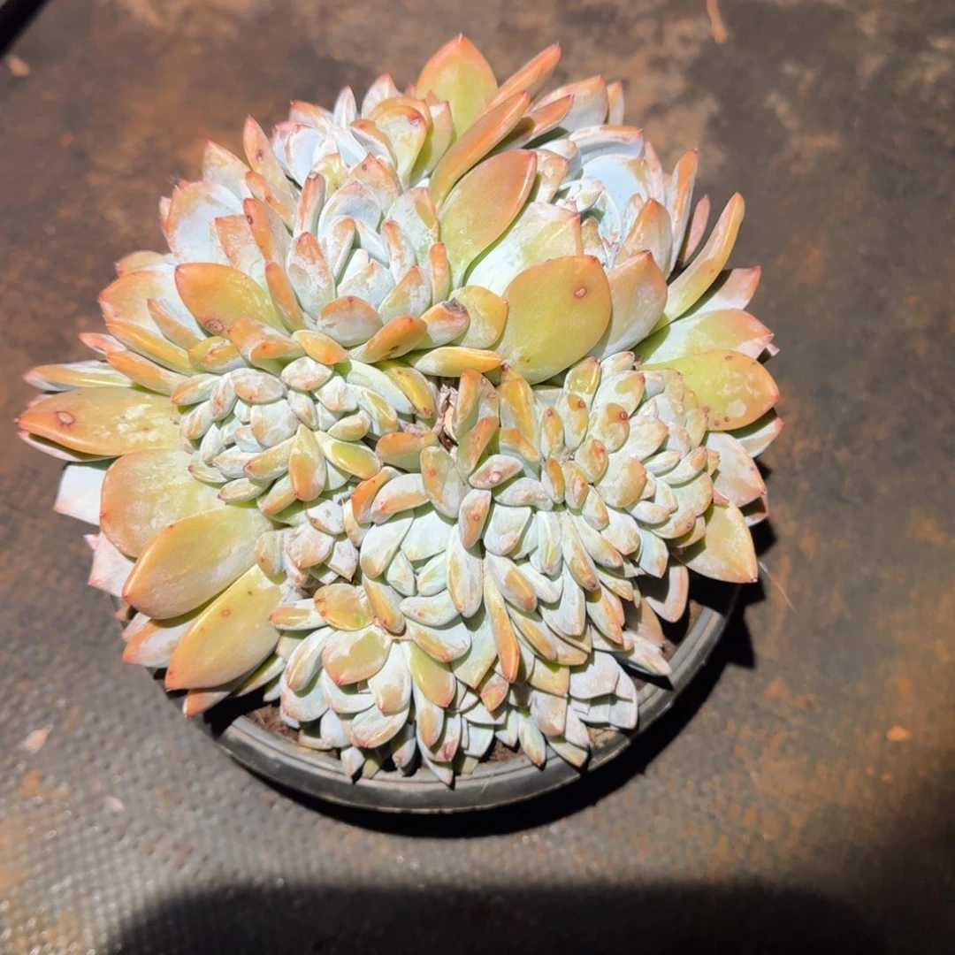 不开花植物古**青朵朵橙梦路