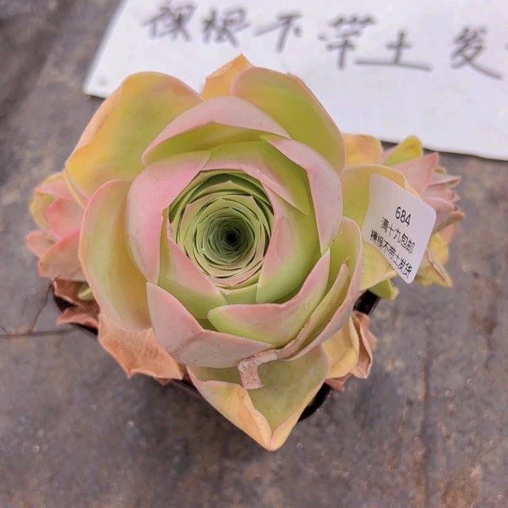 684 裸根不带土发货