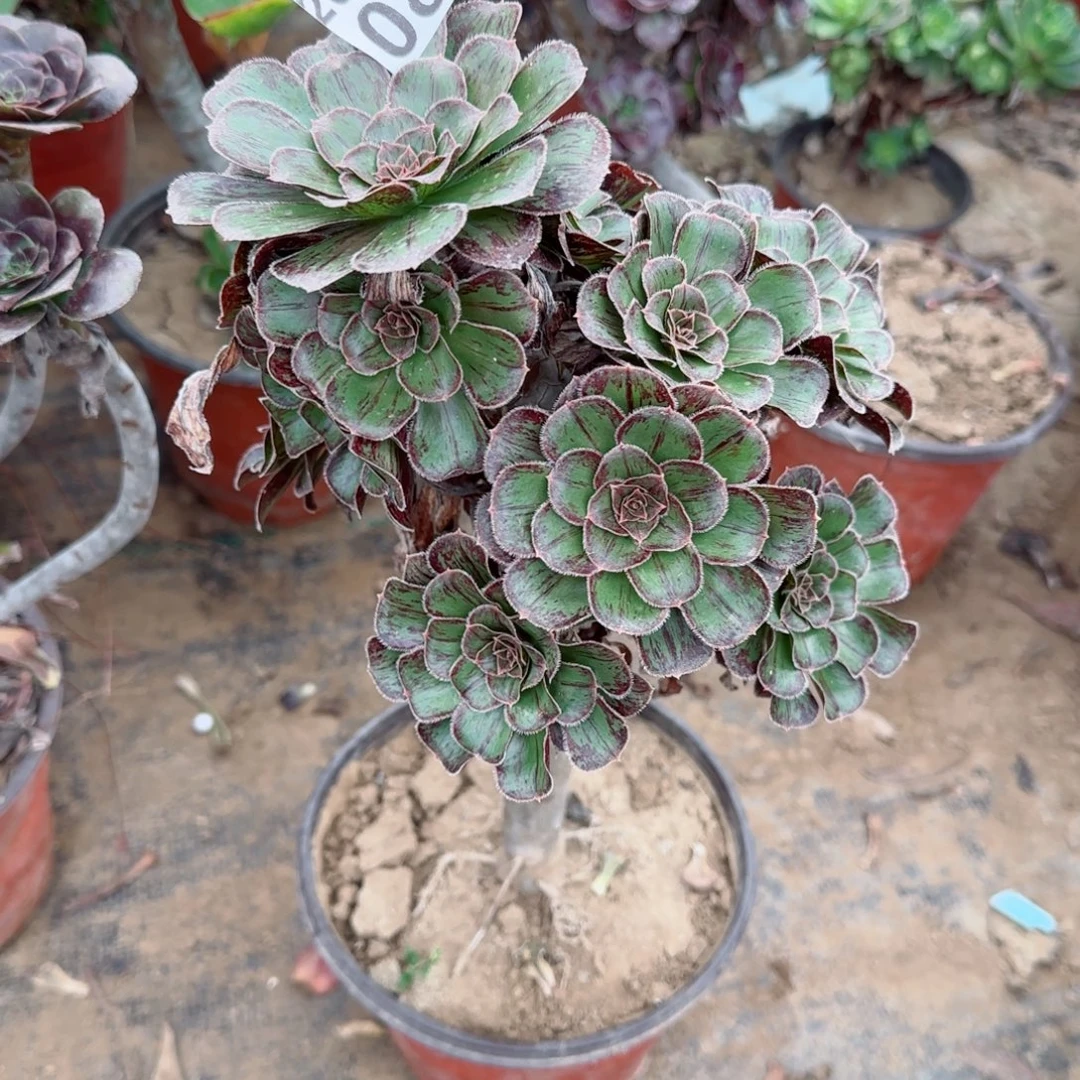 拉丝锦086满20包邮断枝不包