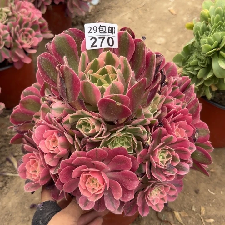 女巫……多肉植物……