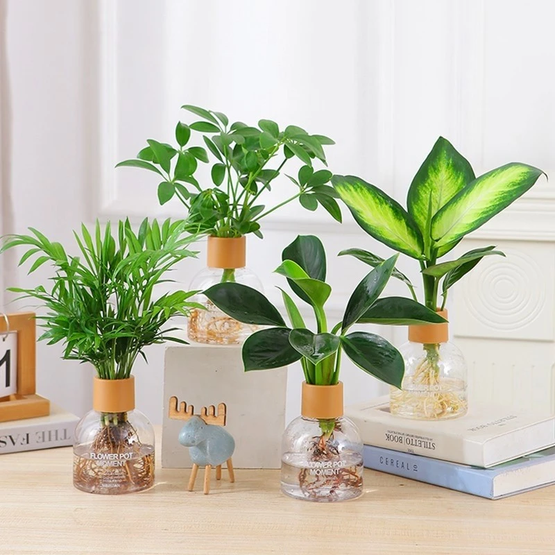 水培植物金钻鸭脚木办公室内花卉小绿植四季好养袖子椰子水养盆栽
