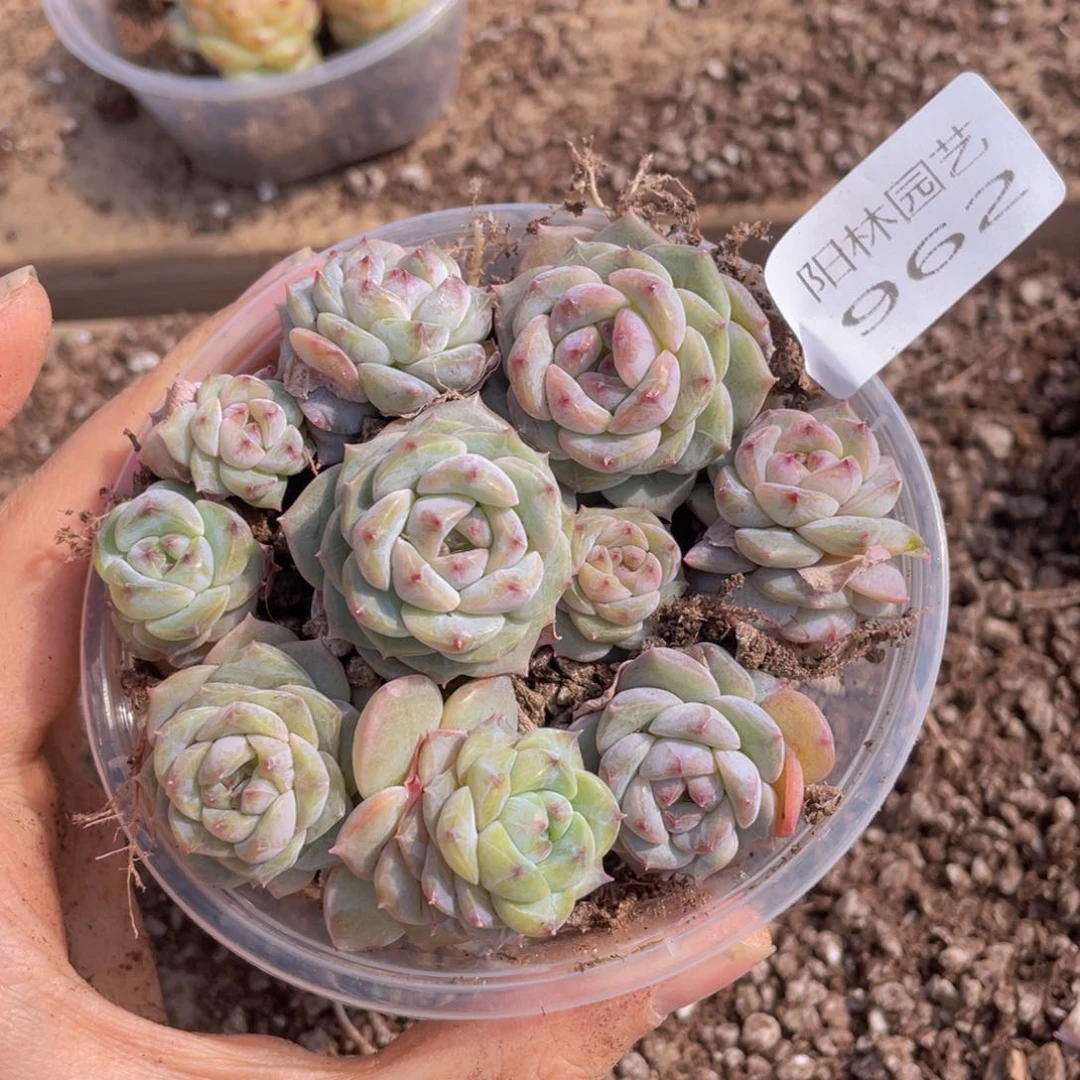 多肉植物多肉植物962