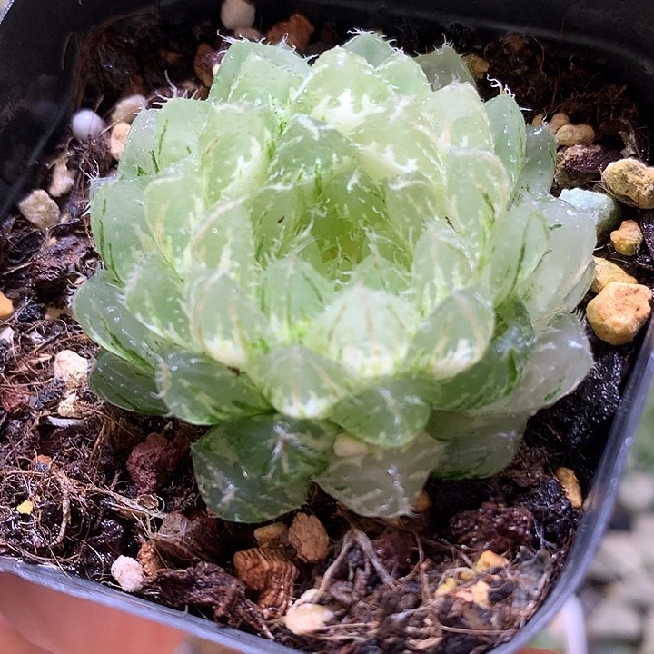 糊斑翠云玉露锦带盆土发货