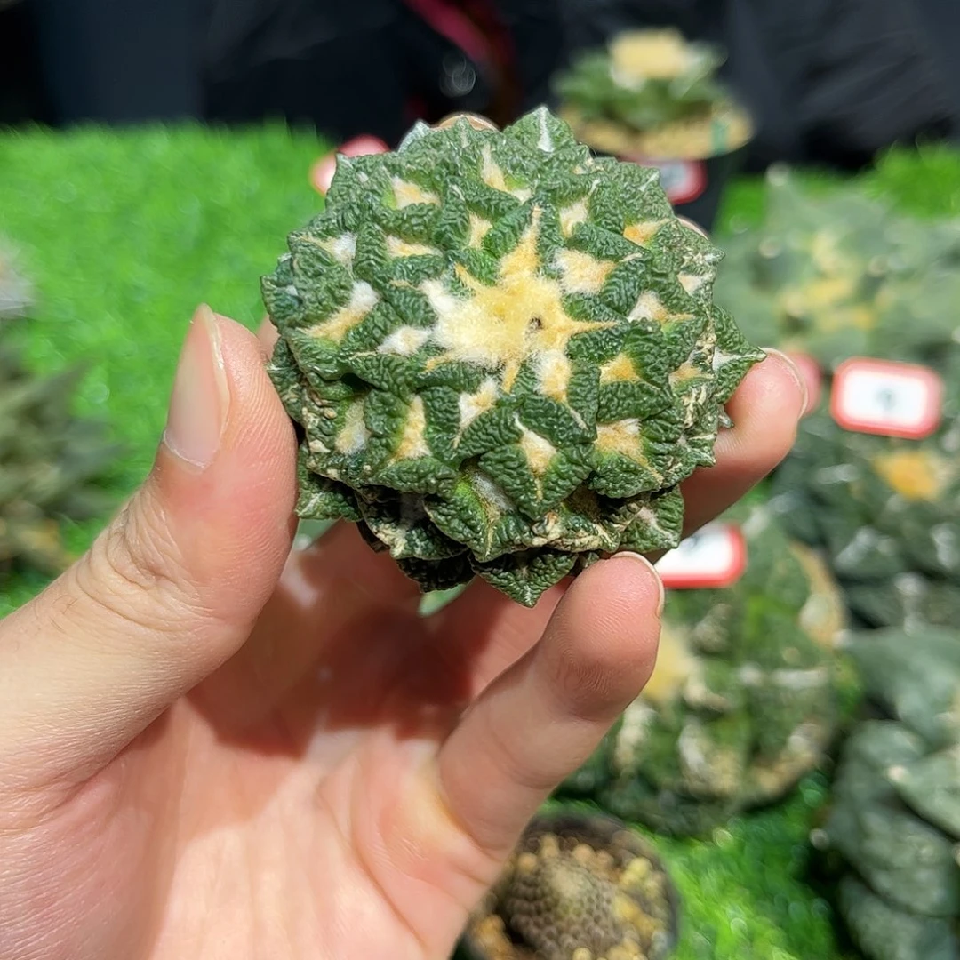 19号自根皱尤黑牡丹