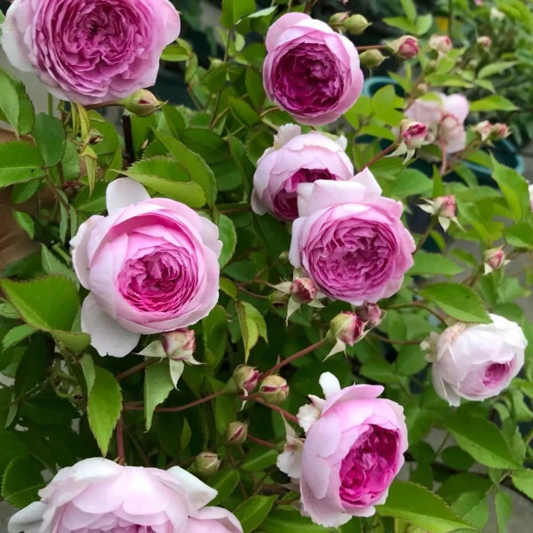 【玛姬婶婶】月季花苗浓香小花欧月庭院阳台四季开花盆栽灌木花卉