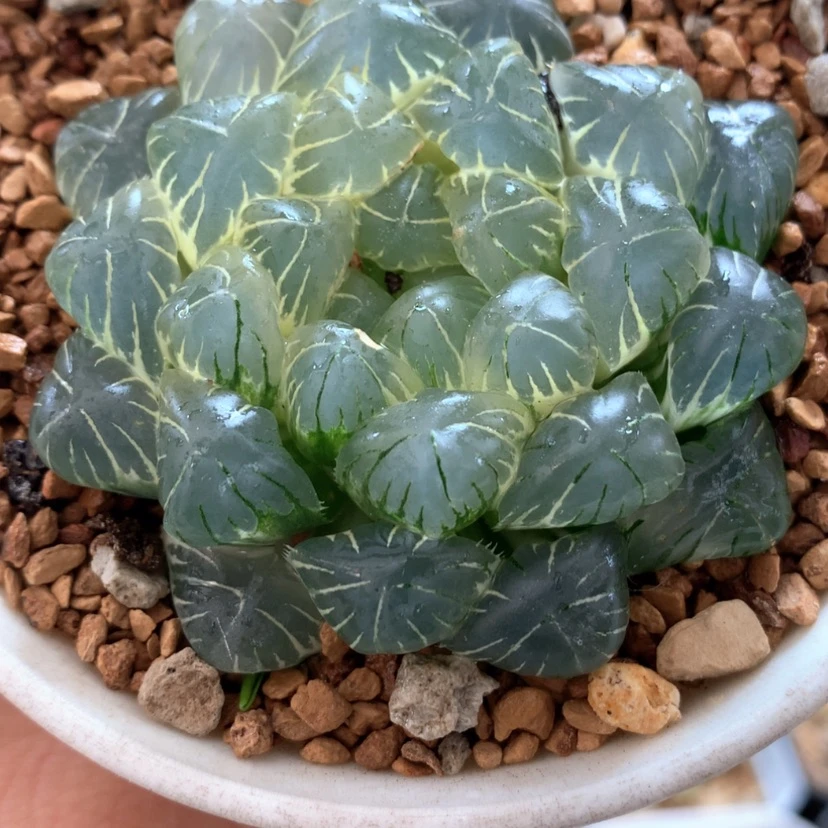 【闪购商品】103实生玉露