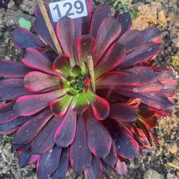 129多肉植物盆栽