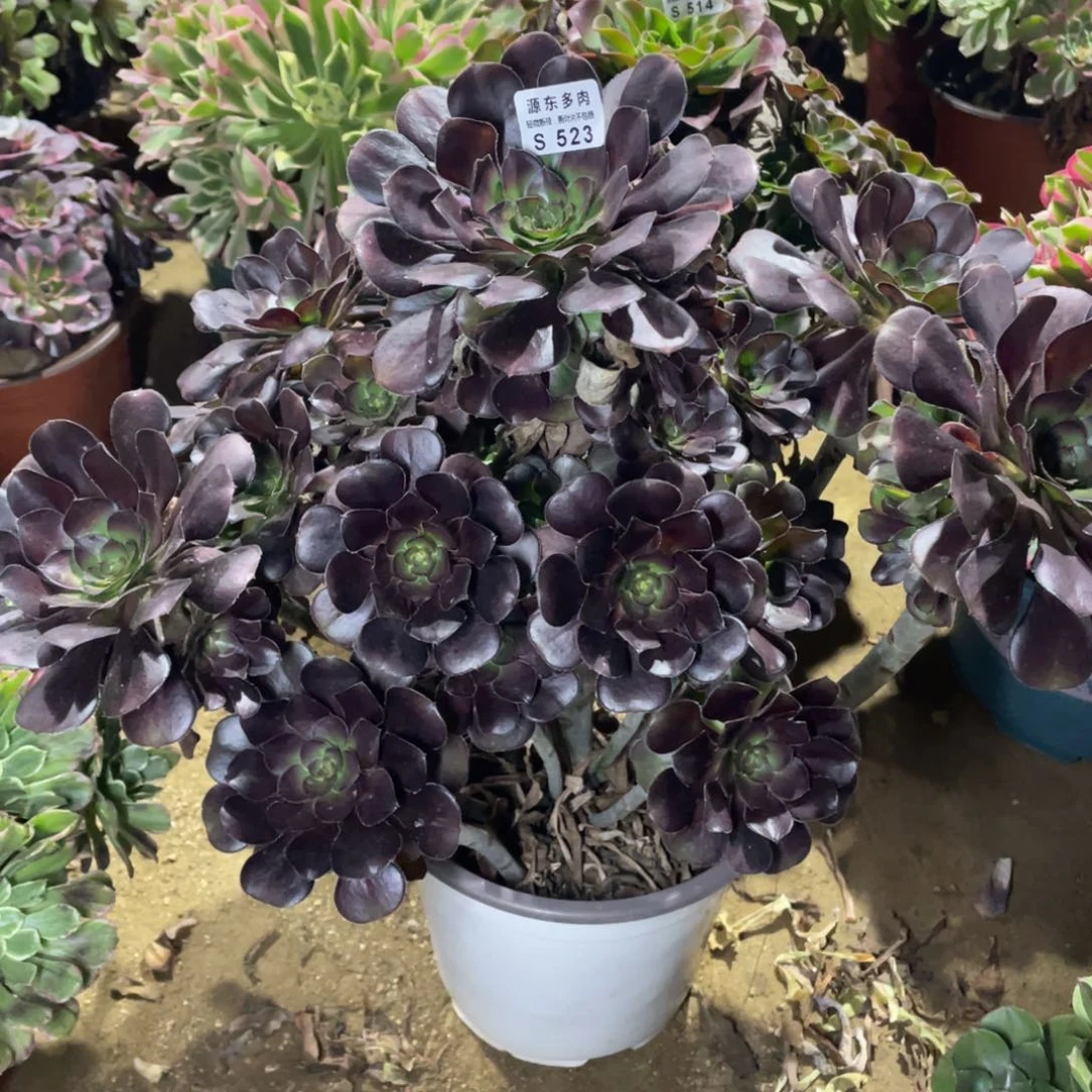 523黑豆多肉法师断枝不包