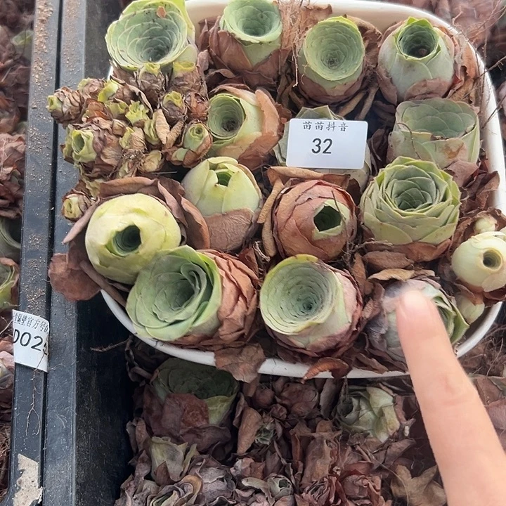 苗苗32瑕疵不售后