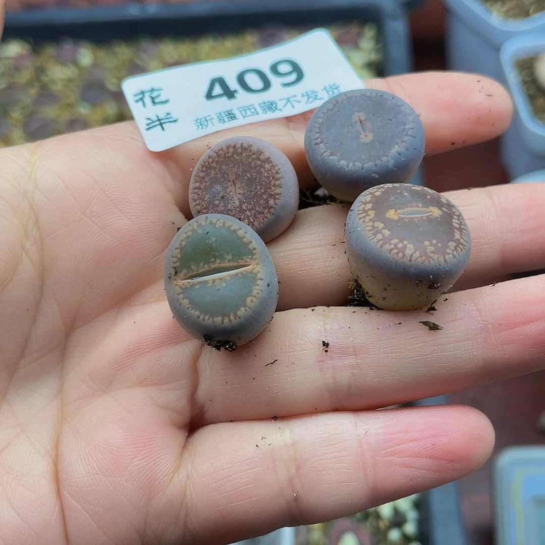 刚***子409000000花花花花花