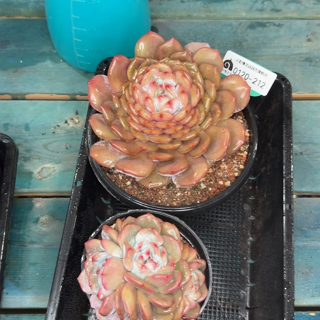 多肉一物一拍0120-212