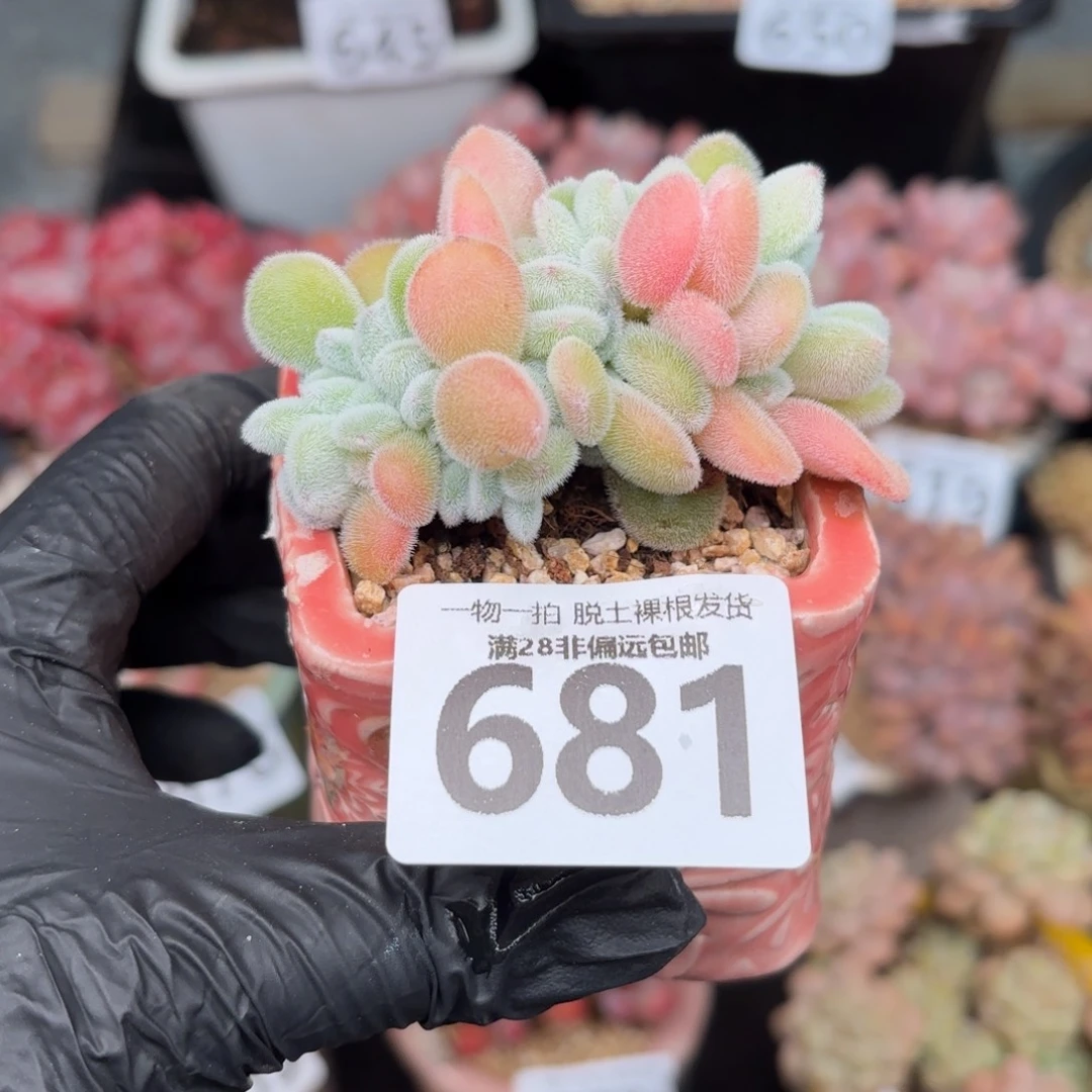 雪晃星缀化无盆土发货