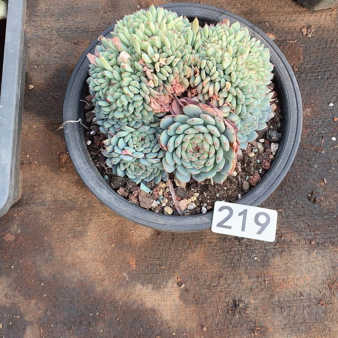 219白胖子 一物一拍多肉