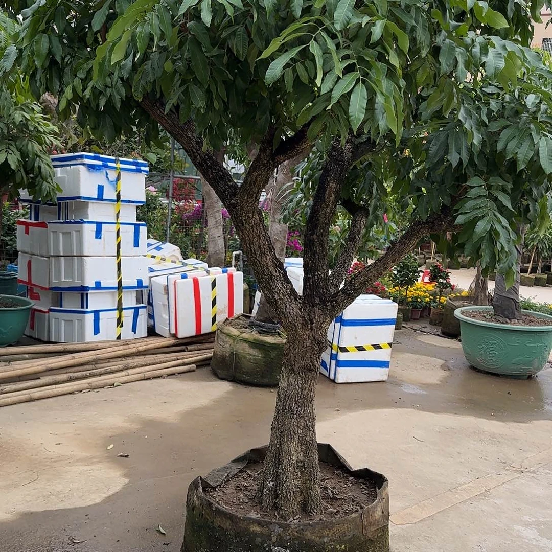 虔****无花朵果树11111111111