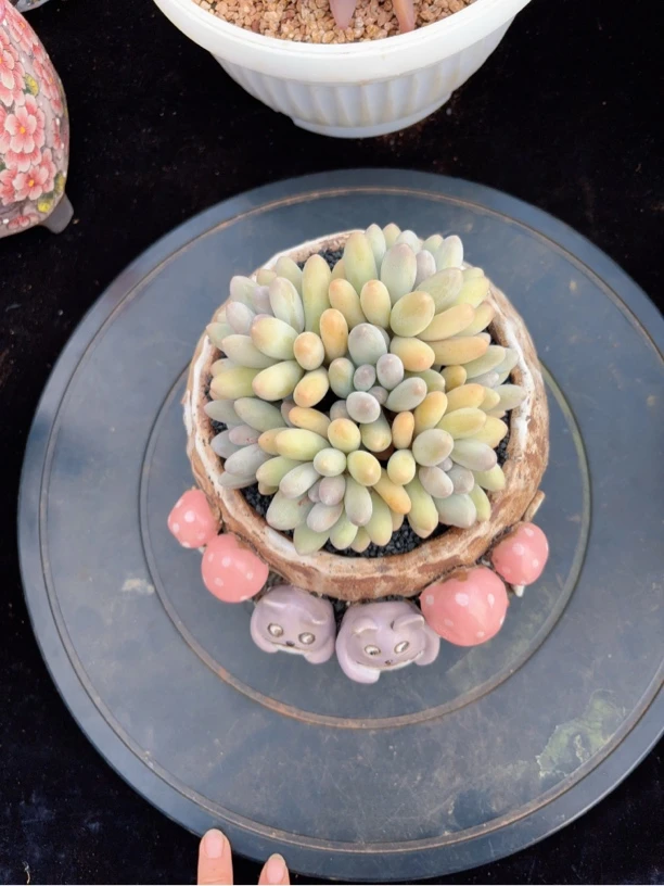 黄体汤圆多肉综合链接