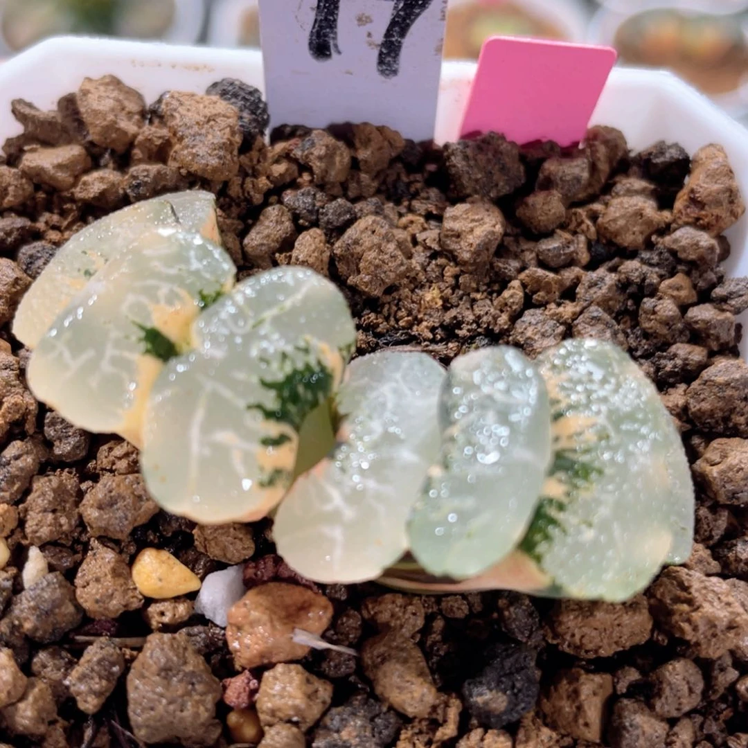 ?***好77浮藻锦。