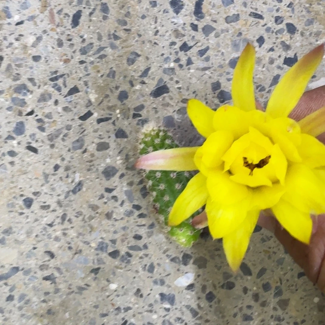 16白檀维尔吉娜太阳歪3个无根侧牙，20包邮