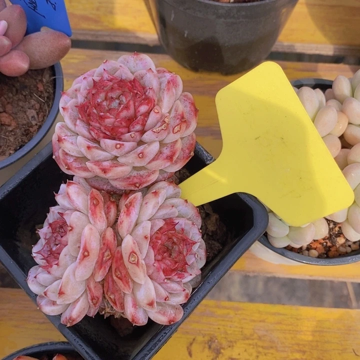 多肉植物，开心多肉