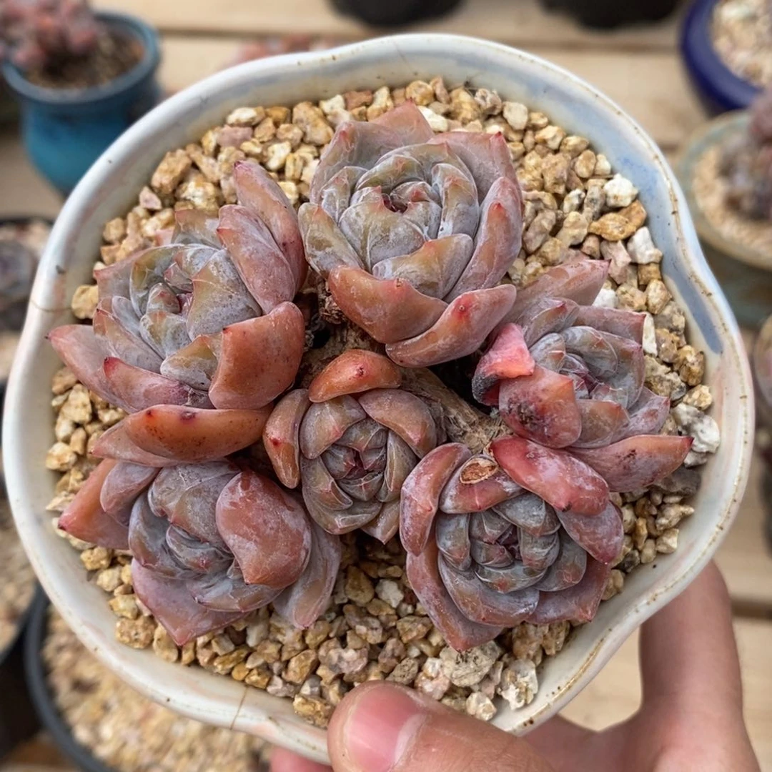 六头红皮紫心小包子