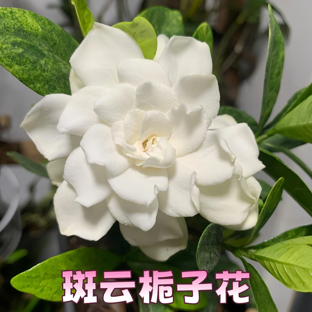 【斑云】栀子花贵货品种小叶栀子花浓香耐热绿植花卉室内外植物