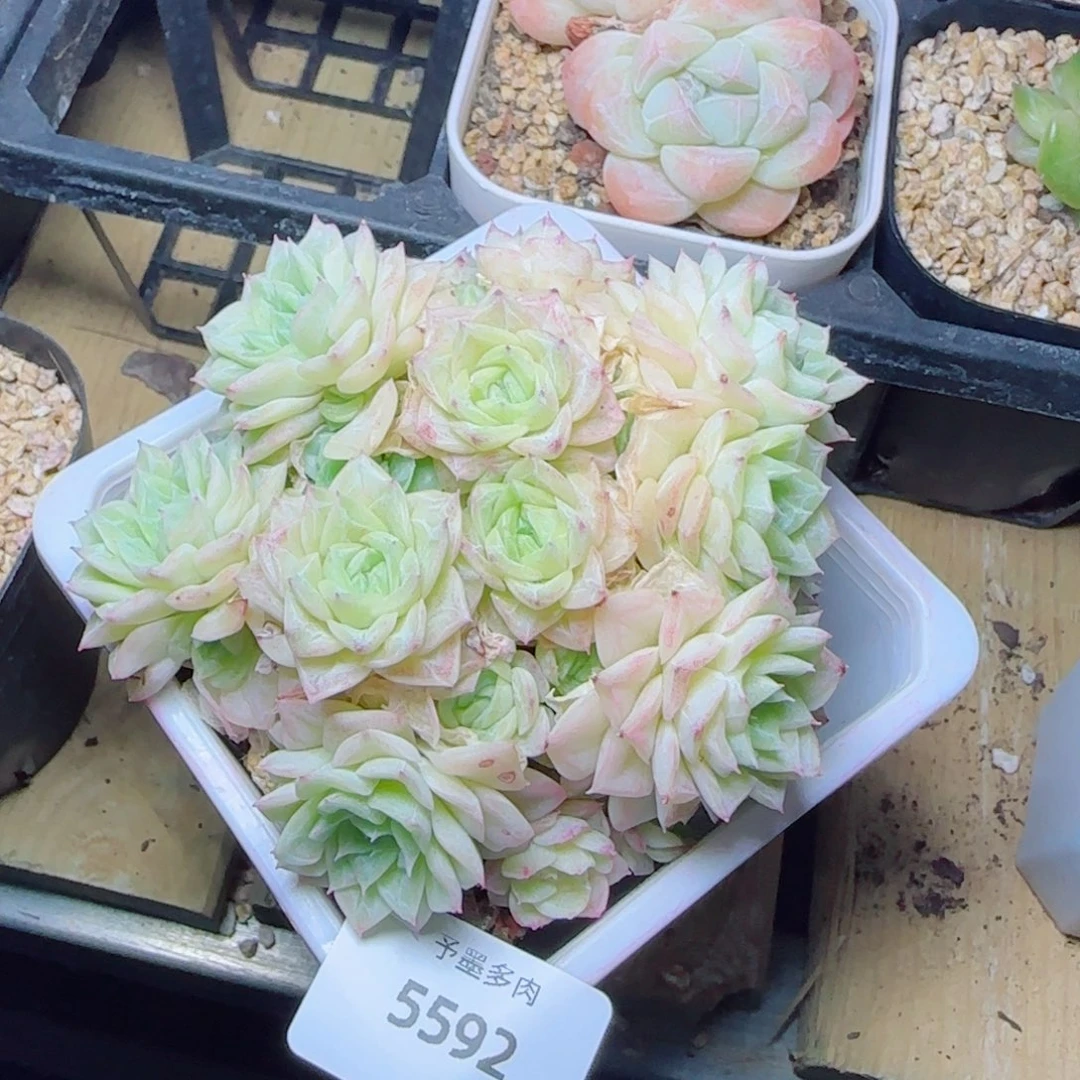 白天鹅，5592带盆发不包整