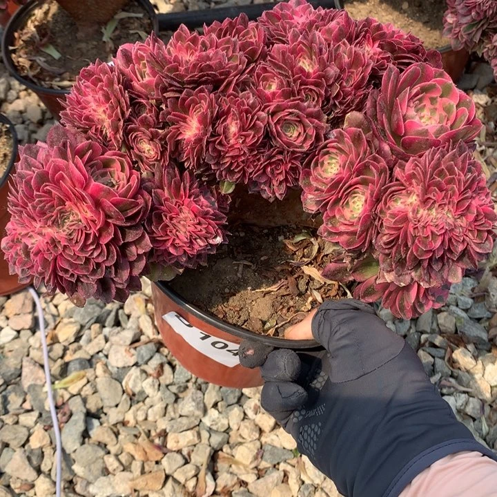 鹰***9万白朵朵104号脱土