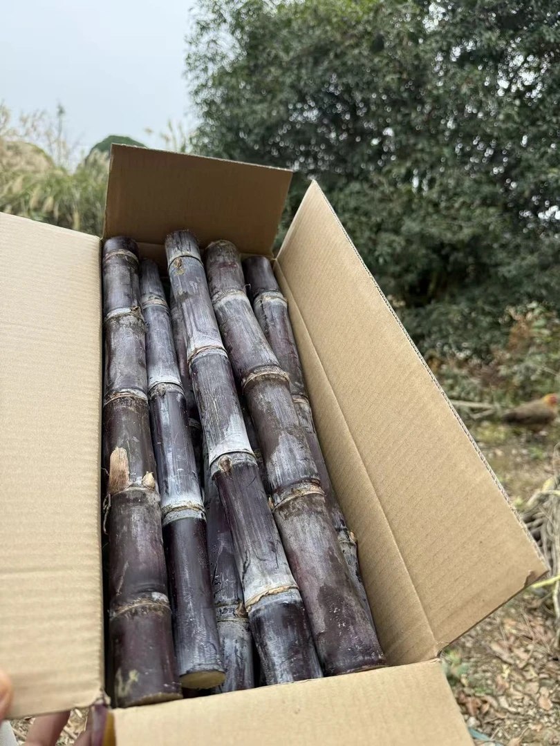 广西桂林漓江水果甘蔗脆甜多汁5斤净重包邮