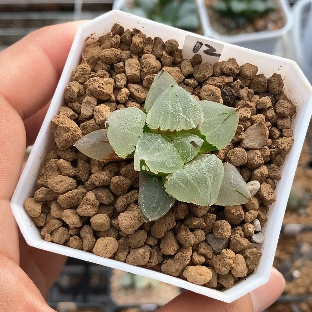 12号冰玉鸾一物一拍