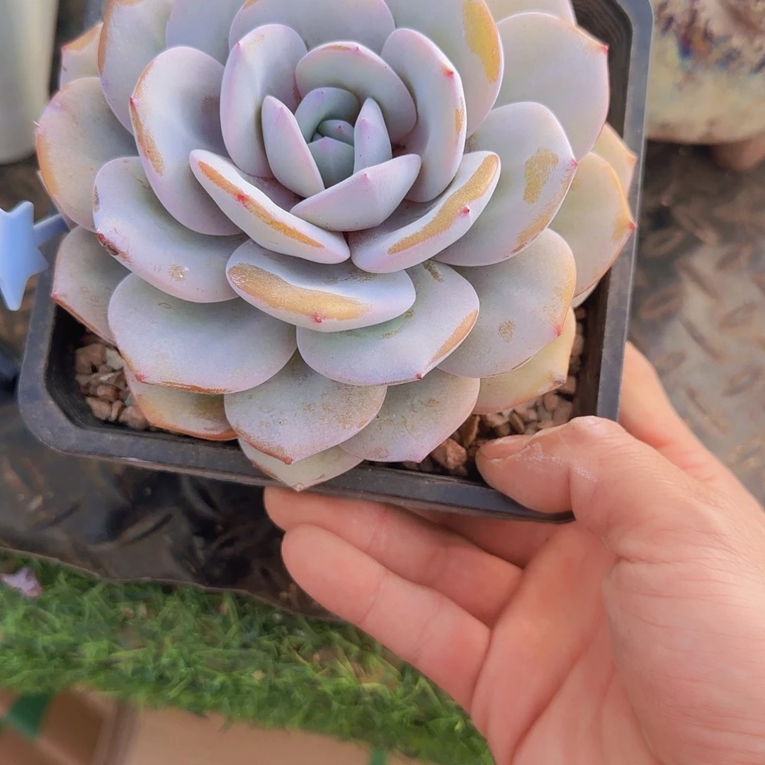 L***h韩版奶茶肥啊啊啊啊