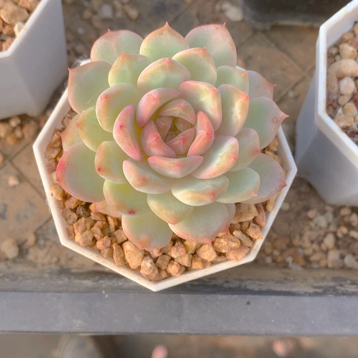 ℳ****多肉乐园精品冰魄