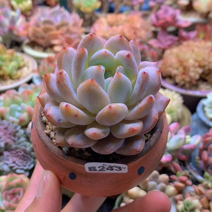 一物一拍含盆土满38包邮B243