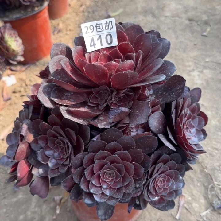 黑体花月夜……多肉植物……