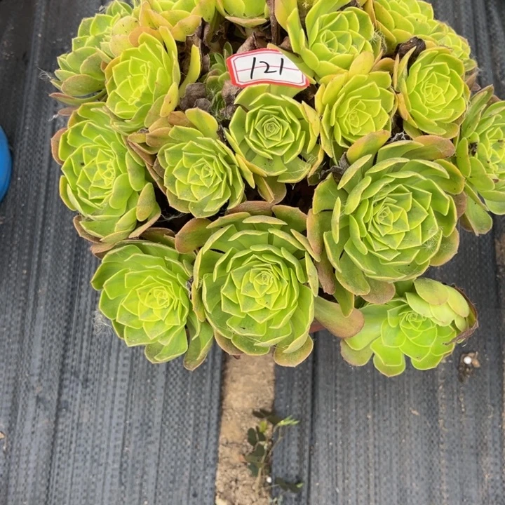 121雨荷多肉植物法师