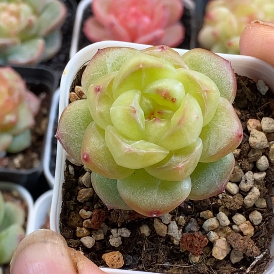 天官赐福百无禁忌