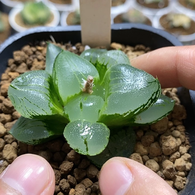 【闪购商品】112虞美人