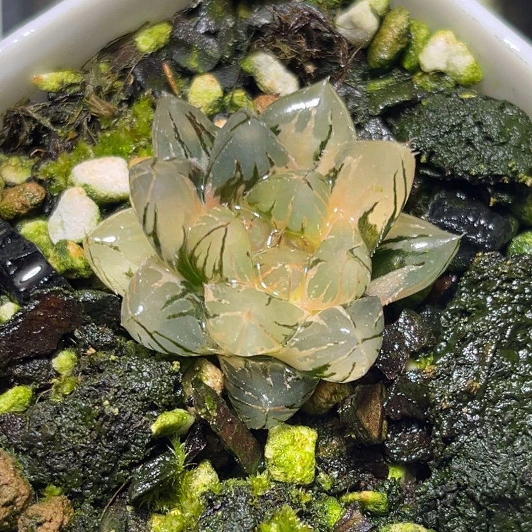 恭喜发财大吉大利0253