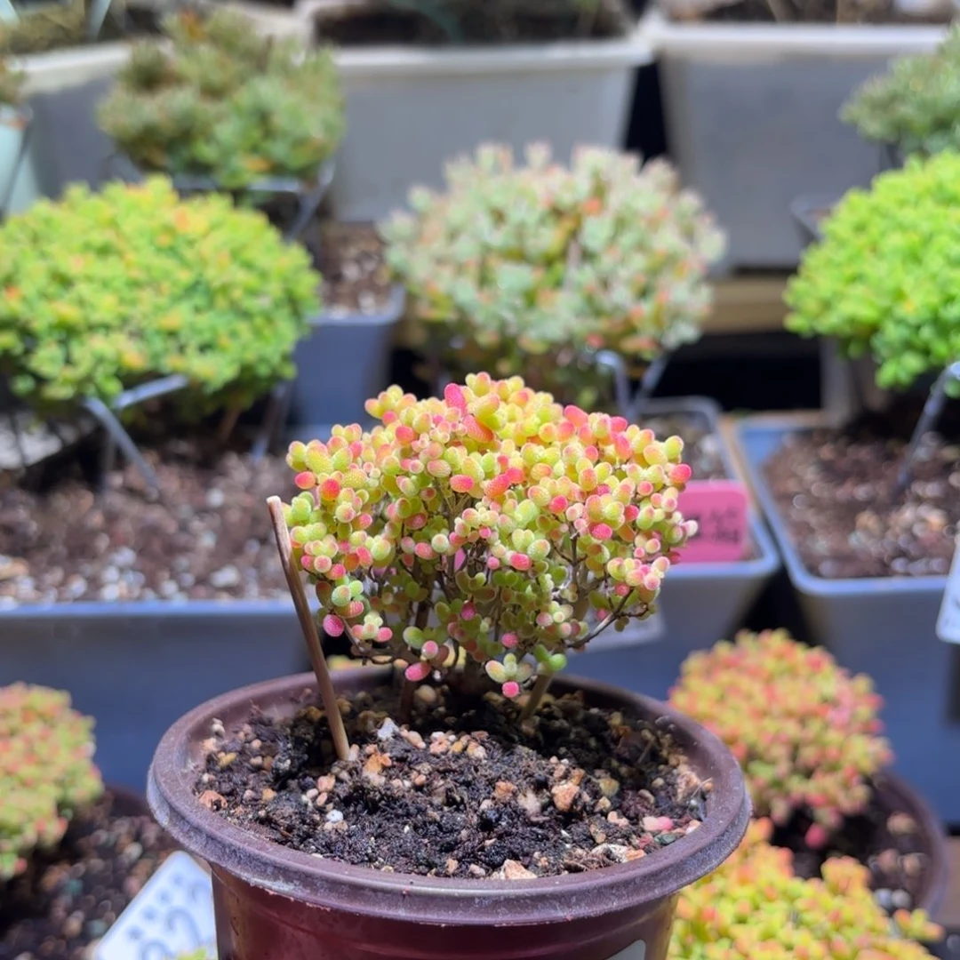 枝干番杏密橘糖球390