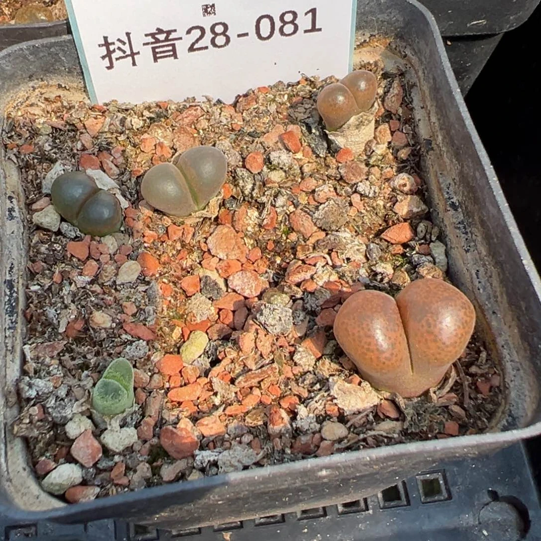 28-81肉锥多肉植物，
