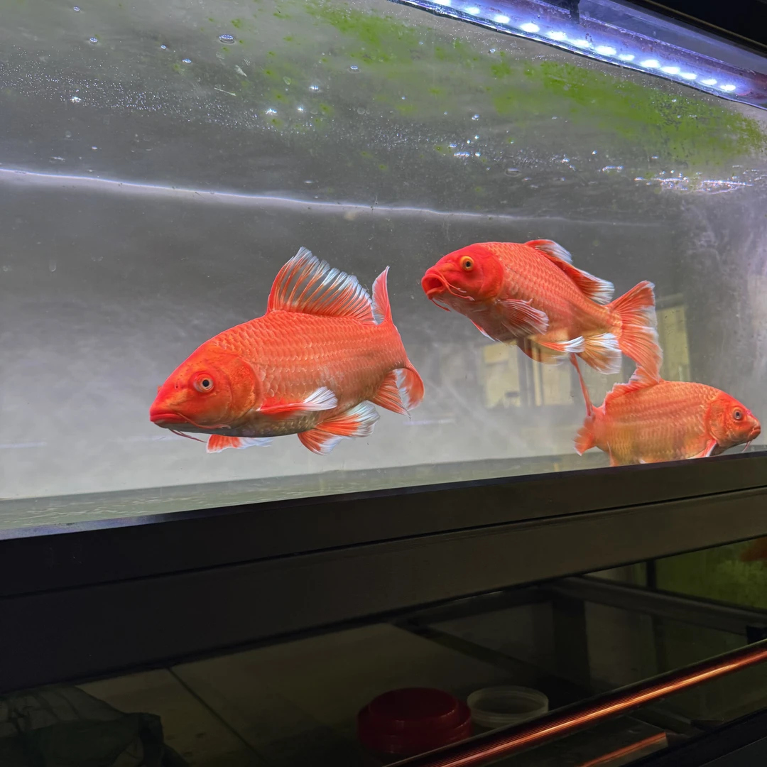 精品红蝴蝶鲤，一物一拍