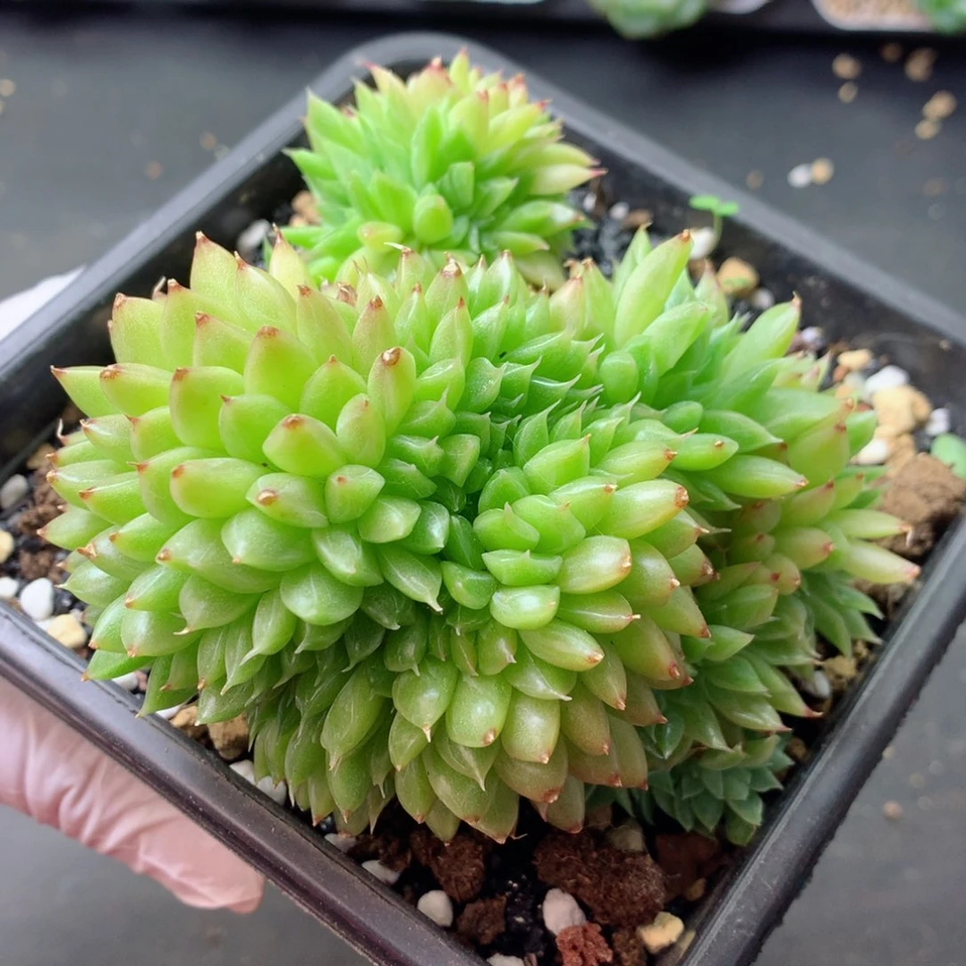 58包邮  群生不包整 107