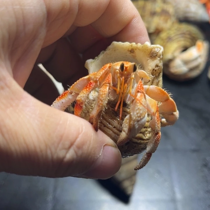 闪1号毛球2.0口径