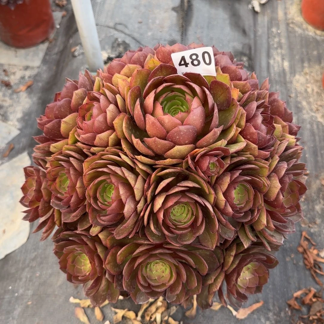 q****e480多肉植物桃花石