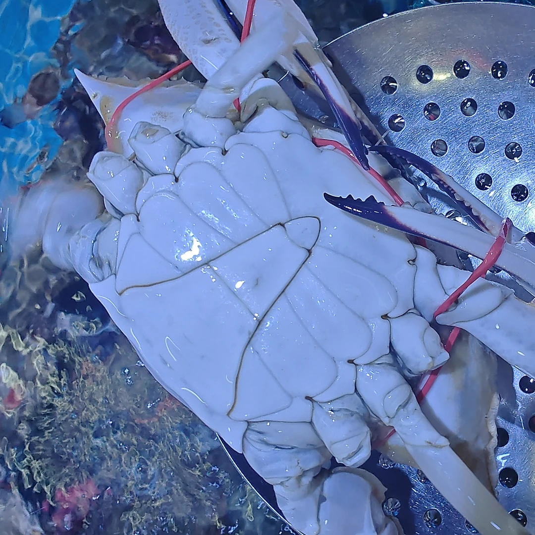 【欢乐购专属】鲜飞蟹65一斤（保鲜不保活）