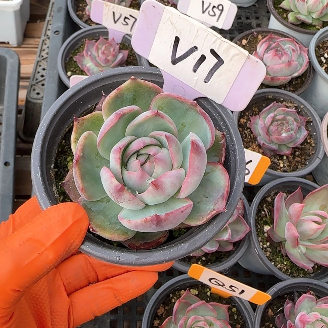 妄*V17惊鸿单头多肉