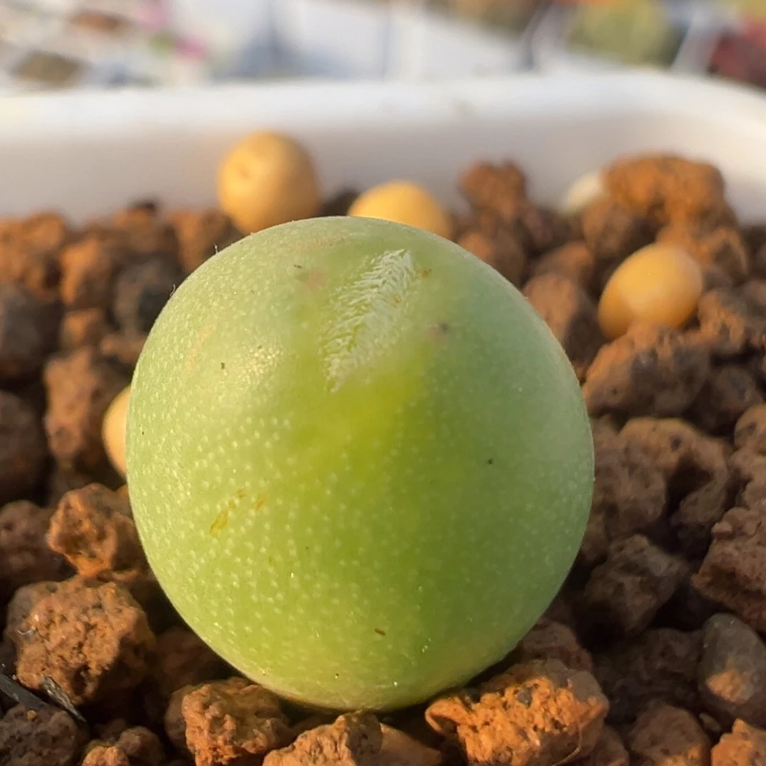 29多肉植物百科马奶葡萄