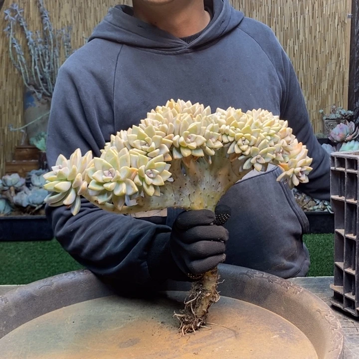 三***悠02号淡雪多肉植物