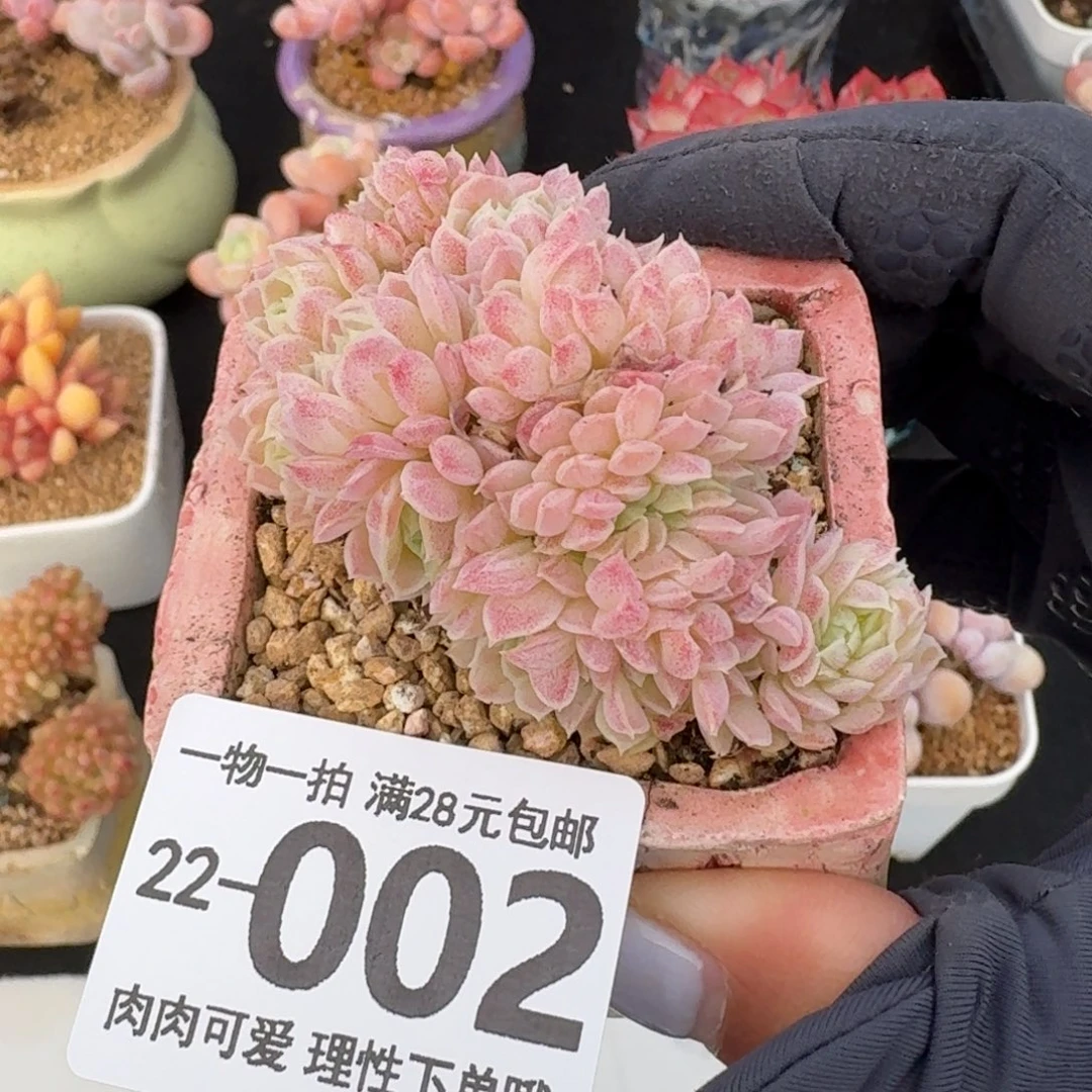 羊脂球缀化无无盆土发货