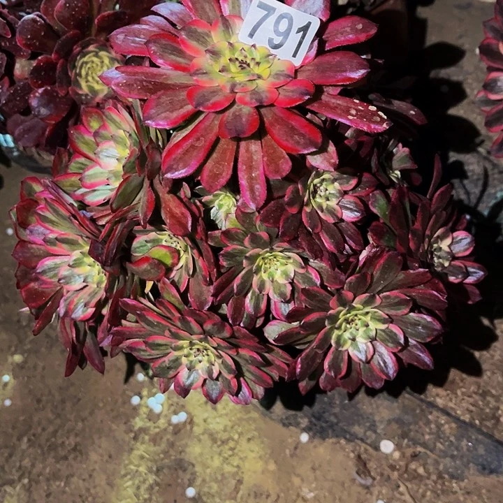 791糖果粉黛多肉植物处理不售后