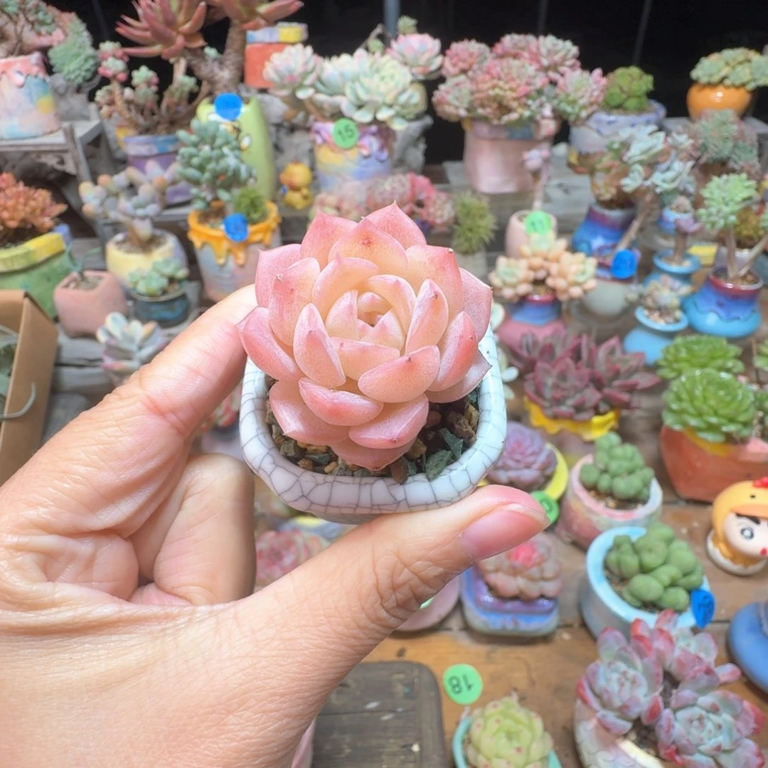 纯爱 多肉含盆土 一物一拍